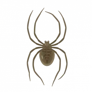 A spider handled by Pallas Pest Control